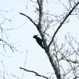 Black woodpecker