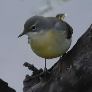 Grey Wagtail