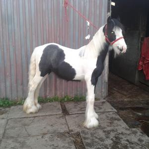 Gypsy Vanner Horse