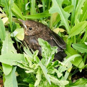 Eurasian Blackbird