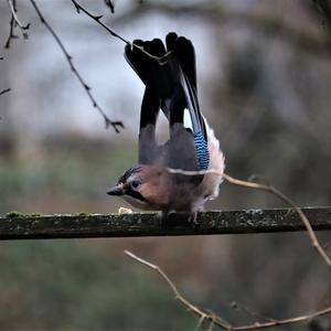 Eurasian Jay