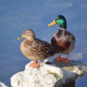 Mallard