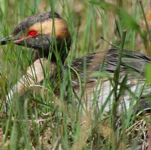 Horned Grebe