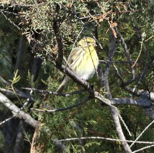 European Serin