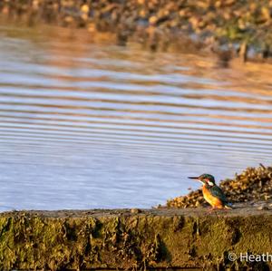 Common Kingfisher