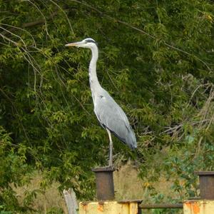 Grey Heron