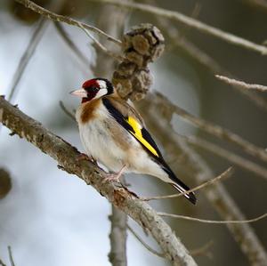 European Goldfinch