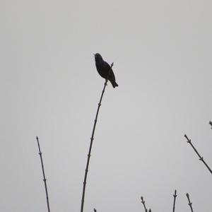 Common Starling