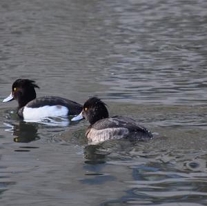 Tufted Duck