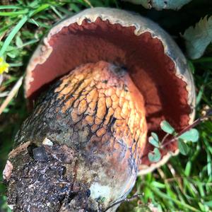 Dotted-stem Bolete