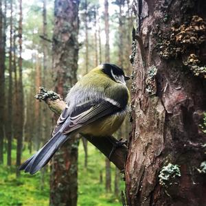 Great Tit