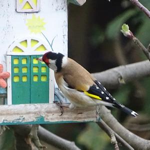 European Goldfinch