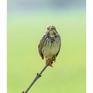 Corn Bunting