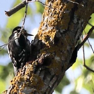 Great Spotted Woodpecker