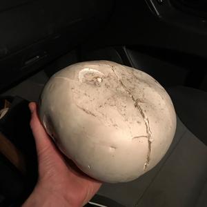 Giant Puffball