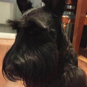 Scottish Terrier