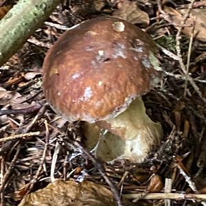 King Bolete