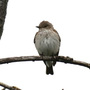 Spotted Flycatcher