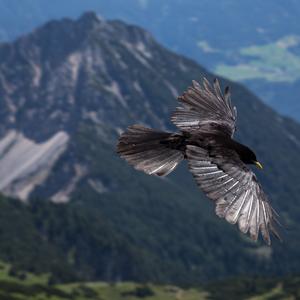 Yellow-billed Chough