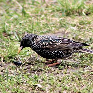 Common Starling