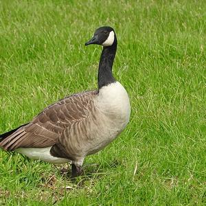 Canada Goose