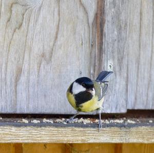 Great Tit