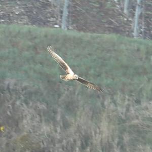 Western Marsh-harrier