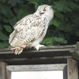 Eurasian Eagle-owl