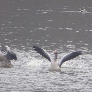 Greylag Goose