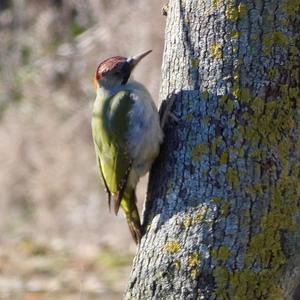 Eurasian Green Woodpecker