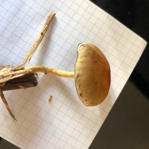 Unknown Species