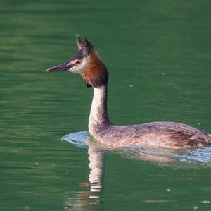 Great Crested Grebe