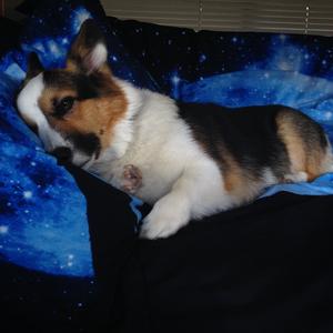 Welsh Corgi (Pembroke)