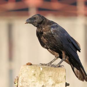 Common Raven