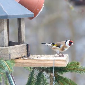 European Goldfinch