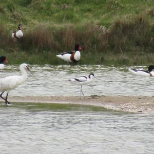 Eurasian Spoonbill