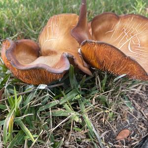 Poison Paxillus