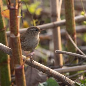 Winter Wren