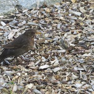 Eurasian Blackbird