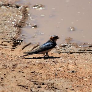 Red-rumped Swallow