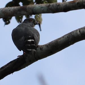 Slaty-backed Forest-falcon