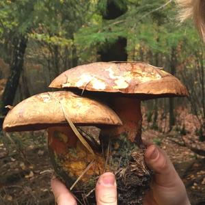 Dotted-stem Bolete