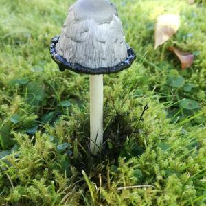 Shaggy Mane