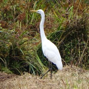 Great Egret