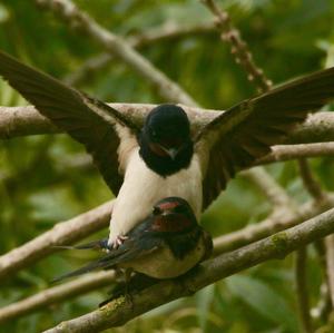 Barn Swallow