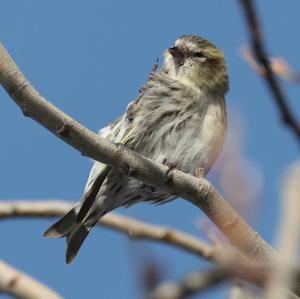 Eurasian Siskin