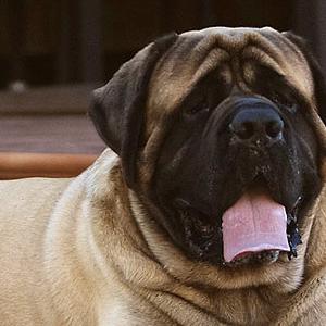 Mastiff