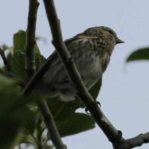 Eurasian Linnet