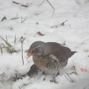 Fieldfare