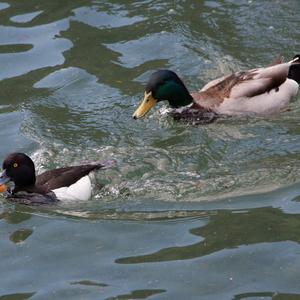 Tufted Duck